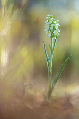 Strohgelbe Fingerwurz (Dactylorhiza ochroleuca), Schweden, Gotland