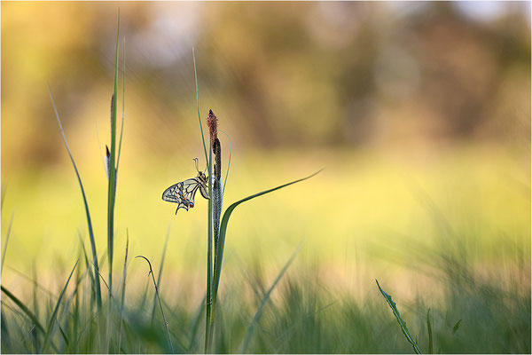 Schwalbenschwanz (Papilio machaon), Deutschland, Baden-Württemberg