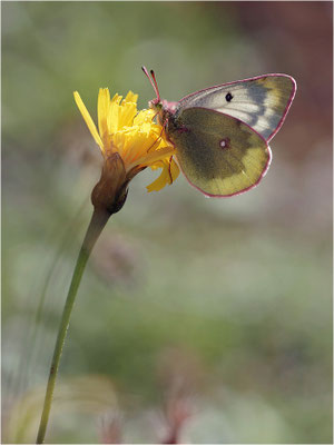 Alpen-Gelbling (Colias phicomone), Schweiz, Kanton Bern