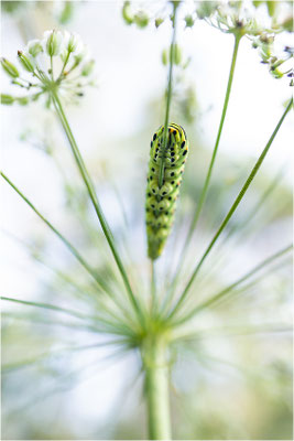 Schwalbenschwanz (Papilio machaon)