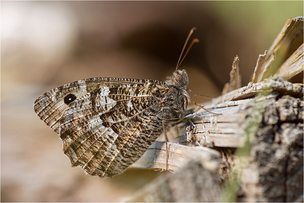 Rostbinde (Hipparchia semele), Dänemark, Mön