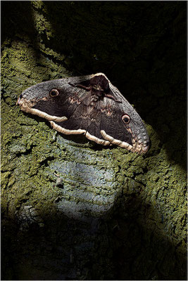 Wiener Nachtpfauenauge (Saturnia pyri), Männchen, Frankreich, Ardèche