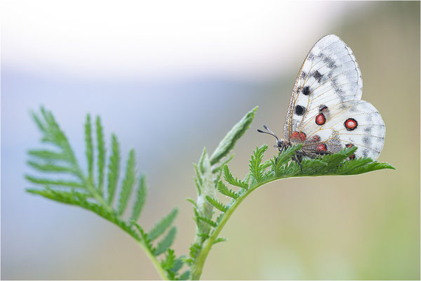 Roter Apollo (Parnassius apollo thiemo), Deutschland, Baden-Württemberg