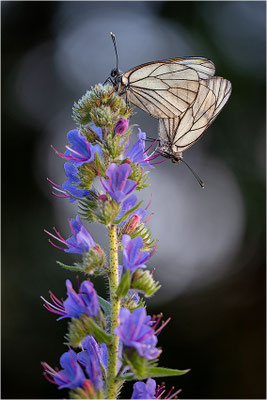 Baumweißling (Aporia crataegi), Gotland, Schweden