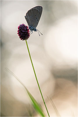 Dunkler Wiesenknopf-Ameisenbläuling (Phengaris nausithous), Deutschland, Baden-Württemberg