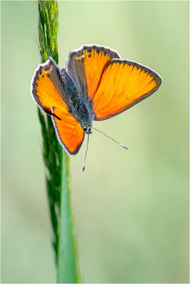 Lilagold-Feuerfalter (Lycaena hippothoe eurydame), Männchen, Frankreich, Dep. Isere