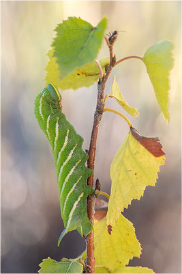 Abendpfauenauge (Smerinthus ocellata)