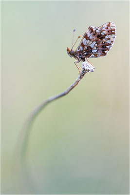 Magerrasen-Perlmuttfalter (Boloria dia), Frankreich, Isere