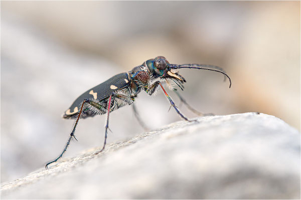 Dünen-Sandlaufkäfer (Cicindela transversalis pseudoriparia), Frankreich, Dep. Savoie