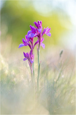 Großblütige Schmetterlings-Hundswurz (Anacamptis papilionacea expansa), Dep. Aveyron, Frankreich