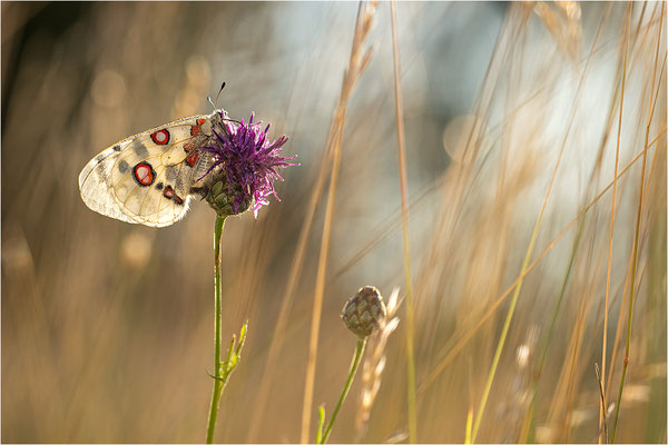 Roter Apollo (Parnassius apollo lithographicus), Deutschland, Oberbayern
