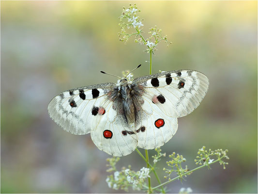 Roter Apollo (Parnassius apollo venaissimus), Frankreich, Dep. Vaucluse