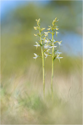 Weiße Waldhyazinthe (Platanthera bifolia), Gotland, Schweden