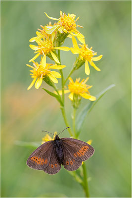Kleiner Mohrenfalter (Erebia melampus), Italien, Region Aostatal, 2200m