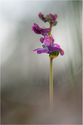 Hohler Lerchensporn (Corydalis cava), Deutschland, Baden-Württemberg