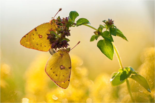 Hufeisenklee-Gelbling/Goldene Acht (Colias alfacariensis/Colias hyale), Paarung, Deutschland, Baden-Württemberg