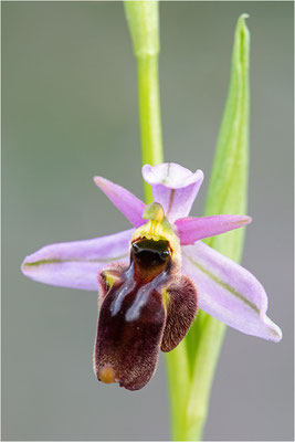 Ophrys panattensis