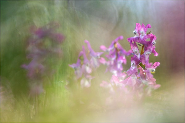 Hohler Lerchensporn (Corydalis cava), Deutschland, Baden-Württemberg