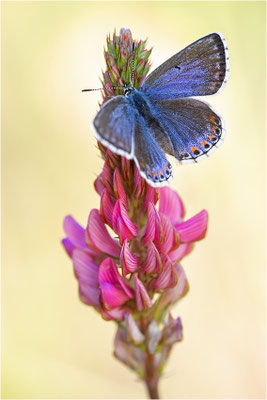 Himmelblauer Bläuling (Polyommatus bellargus f. cerones), Weibchen, Deutschland, Baden-Württemberg