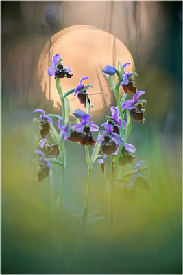 Hummel-Ragwurz (Ophrys fuciflora), Südlicher Oberrhein, Baden-Württemberg