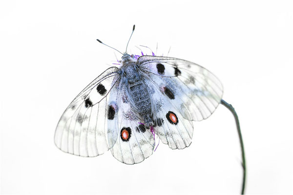 Roter Apollo (Parnassius apollo calmensis), Schweiz, Kanton Fribourg