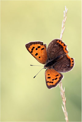 Kleiner Feuerfalter (Lycaena phlaeas), Deutschland, Baden-Württemberg
