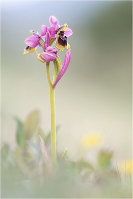 Ophrys tenthredinifera