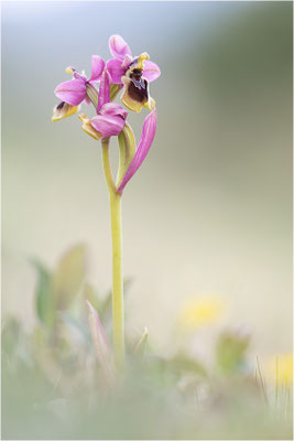 Ophrys tenthredinifera