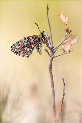 Spanischer Osterluzeifalter (Zerynthia rumina), Frankreich, Bouches-du-Rhône