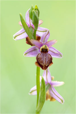 Ophrys aveyronensis