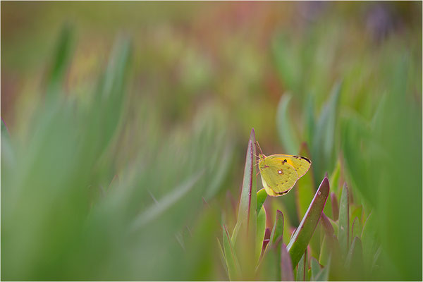Postillon (Colias crocea), Frankreich, Korsika