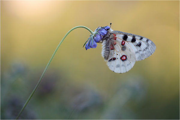Roter Apollo (Parnassius apollo melliculus), Deutschland, Franken
