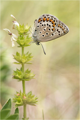 Spanischer Bläuling (Plebeius trappi angustanus), Weibchen, Italien, Region Aostatal, 1400m