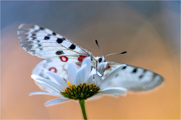 Roter Apollo (Parnassius apollo vercoricus), Frankreich, Dep. Isere