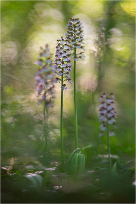 Purpur-Knabenkraut (Orchis purpurea), Deutschland, Baden-Württemberg