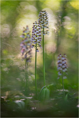 Purpur-Knabenkraut (Orchis purpurea), Deutschland, Baden-Württemberg