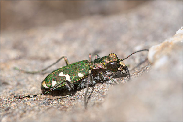 Gallischer Sandlaufkäfer (Cicindela gallica), Frankreich, Dep. Savoie, 2.500m