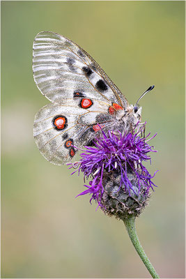 Roter Apollo (Parnassius apollo testoutensis), Frankreich, Dep. Savoie