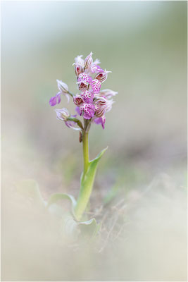 Milchweißes Knabenkraut (Neotinea lactea), Dep. Var, Frankreich