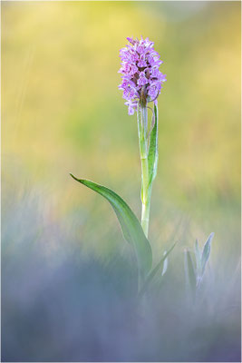 Dactylorhiza majalis baltica