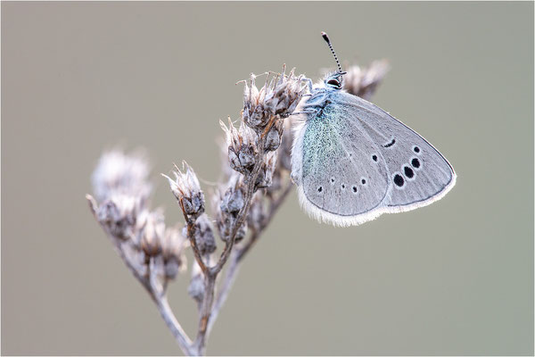 Glaucopsyche melanops, Frankreich, Ardèche