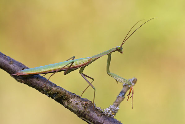 Europäische Gottesanbeterin (Mantis religiosa), Männchen, Deutschland, Baden-Württemberg
