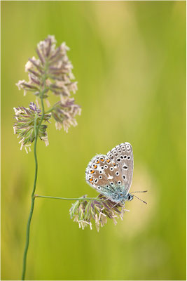 Himmelblauer Bläuling (Polyommatus bellargus), Weibchen, Deutschland, Baden-Württemberg