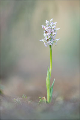 Milchweißes Knabenkraut (Neotinea lactea), Dep. Var, Frankreich