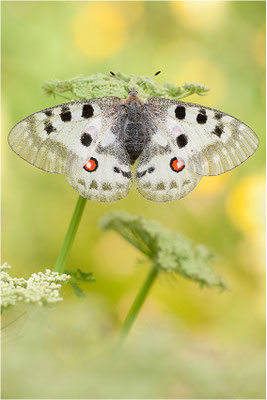Roter Apollo (Parnassius apollo valesiacus), Schweiz, Kanton Wallis