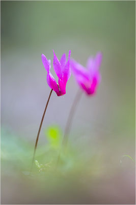 Geschweiftblättriges Alpenveilchen (Cyclamen repandum), Korsika, Frankreich