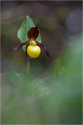 Gelber Frauenschuh (Cypripedium calceolus), Schweden, Gotland