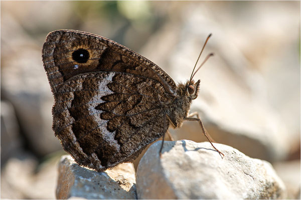 Satyrus actaea