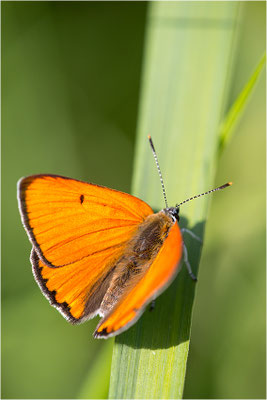 Großer Feuerfalter (Lycaena dispar), Männchen, Deutschland, Baden-Württemberg