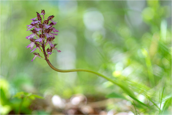 Purpur-Knabenkraut (Orchis purpurea), Frankreich, Drôme